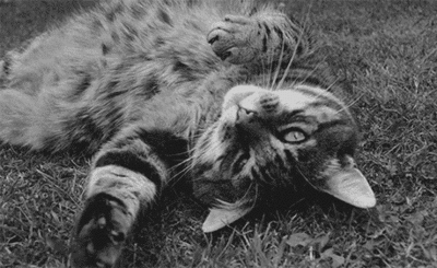 http://reho.st/25.media.tumblr.com/7e02aa5207075cfe89ef4fcea5f82fb0/tumblr_mt4eq5iCs61s3979jo1_400.gif