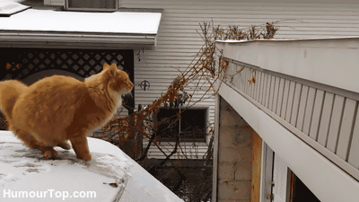 http://reho.st/25.media.tumblr.com/c7a9df5b885b1c0f7b2f1a52da15a782/tumblr_my4bptmvUL1s080geo1_400.gif