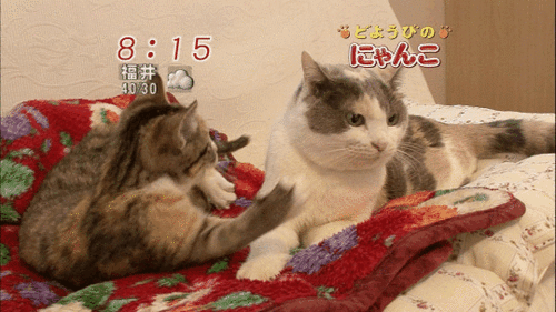 http://reho.st/26.media.tumblr.com/qUz95C67Aa57v6kxvmVDo4CQ_500.gif