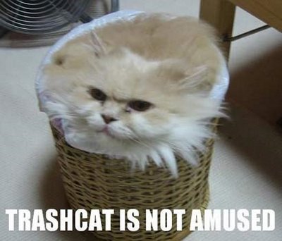 http://reho.st/3.bp.blogspot.com/_xj0h9Pm9zyg/SZ3zzmStbTI/AAAAAAAABbs/-ZR5FsOTRso/s400/LOL+Cats.jpg