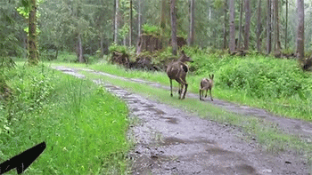 http://reho.st/31.media.tumblr.com/1cdef84cb1f94998ddb53c03fa9620b3/tumblr_n6l7vqoHQV1rc7zl1o7_400.gif