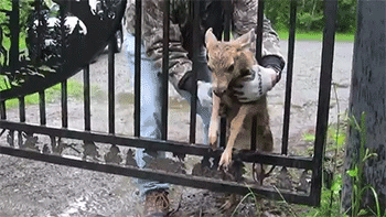 http://reho.st/31.media.tumblr.com/5768feff3ff10f92f25b22880b38b589/tumblr_n6l7vqoHQV1rc7zl1o3_400.gif