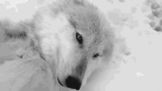 http://reho.st/31.media.tumblr.com/5db724441e2d98842a078a543b8b7443/tumblr_n2ha6mY6bW1ttgg8oo1_400.gif