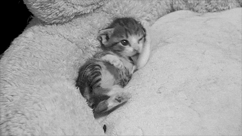 http://reho.st/31.media.tumblr.com/d8c8c7420f94a3f8353024874f20ef16/tumblr_nh5ck7Kvur1tm0lv8o1_500.gif
