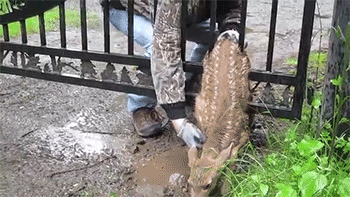 http://reho.st/31.media.tumblr.com/edaae79a06260ec8c5d3bb5a6def8e50/tumblr_n6l7vqoHQV1rc7zl1o2_400.gif