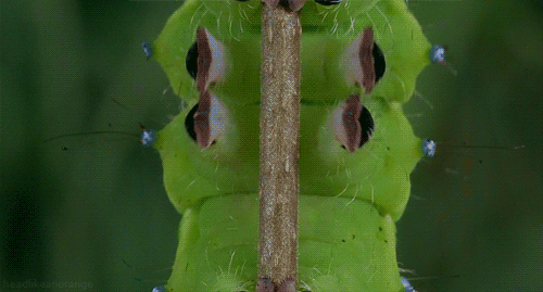 http://reho.st/33.media.tumblr.com/3e1d3754427258cee57ea359aead4458/tumblr_ndg4gfoL7b1s1vn29o1_500.gif