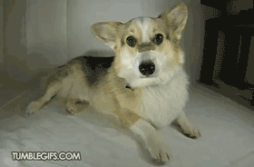 http://reho.st/33.media.tumblr.com/3ea28faf787738b11b7cc94d23dcc3a5/tumblr_n0khik47uR1tntf2go1_400.gif