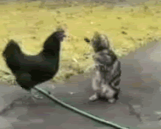 http://reho.st/33.media.tumblr.com/3fc6a01ece7738a9ba98019fc5ab5ff8/tumblr_mzikf1LCcW1slh6r3o1_250.gif