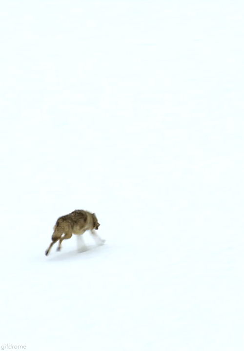 http://reho.st/33.media.tumblr.com/46af268ea7d1fc6a44010dae731e8818/tumblr_n15z3yJIL01s2xab7o1_500.gif