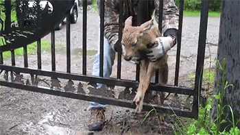 http://reho.st/33.media.tumblr.com/4a0237b67ec9cc98d96f1f1080d86459/tumblr_n6l7vqoHQV1rc7zl1o4_400.gif