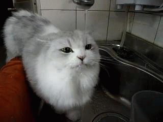 http://reho.st/33.media.tumblr.com/a1fc87004c72c50247d31938d56940d1/tumblr_n4k5ctf4Qc1qb61kpo1_400.gif