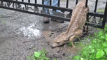 http://reho.st/33.media.tumblr.com/e29b6d4caddb8fc3516c1f48c22ba953/tumblr_n6l7vqoHQV1rc7zl1o1_400.gif