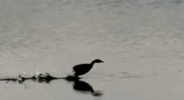 http://reho.st/33.media.tumblr.com/fe175e598dbad4ae9f30521bd0a0d14e/tumblr_nb2jc6Ibw01t95h1uo1_400.gif