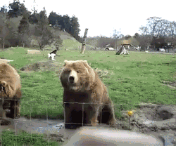 http://reho.st/33.media.tumblr.com/tumblr_lyzg2skVaX1qfjjglo1_250.gif