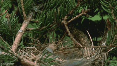 http://reho.st/38.media.tumblr.com/0f439d0e301c050bbfae5199a7a1a5a8/tumblr_mvprfzyGiT1s2xab7o1_400.gif