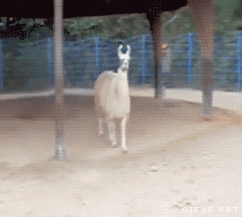 http://reho.st/38.media.tumblr.com/4e8eafa1f2c1cf81d95d280d1d9c3337/tumblr_n5vfabXCz21shgnwpo1_400.gif