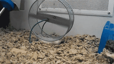 http://reho.st/38.media.tumblr.com/686e485cf356fcd0a03d9a9a44940f42/tumblr_ndmzzlAWD91tq9q5vo1_400.gif