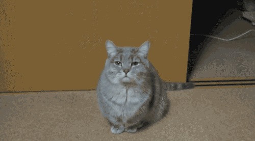 http://reho.st/38.media.tumblr.com/70d57dfd117bd4d0720e4dee73e94fe4/tumblr_mzfsrvGw3f1shf8zxo1_500.gif