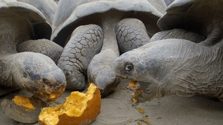 http://reho.st/38.media.tumblr.com/70e999bb54d5ca4d44b12bd8779ca459/tumblr_newd21NSrC1qfthy3o3_500.gif