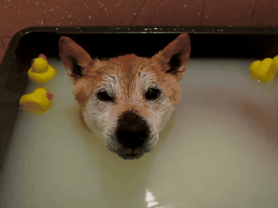 http://reho.st/38.media.tumblr.com/77b27e21d2d0a00d152e0ee5b5520469/tumblr_n4nbilK88Y1s397qyo9_400.gif