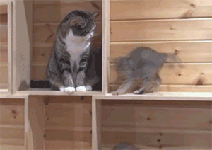 http://reho.st/38.media.tumblr.com/93192d4458a776698760d3c3dd5f57be/tumblr_n4urbx9Zsr1tavan9o1_400.gif