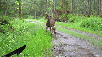http://reho.st/38.media.tumblr.com/9e65a53ae7f090a6e2bc023b251cfa1d/tumblr_n6l7vqoHQV1rc7zl1o6_400.gif