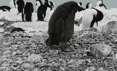 http://reho.st/38.media.tumblr.com/c5b8eda8a415ec8a72a2cc1bb9e2fd48/tumblr_nbx877MYKc1r3a6jho1_400.gif
