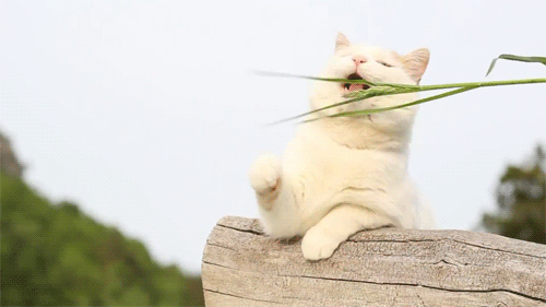 http://reho.st/38.media.tumblr.com/d1152a486971d1ca627af0dc9882bf01/tumblr_n913vmvI5p1takxn6o2_r1_500.gif