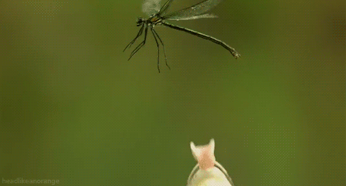 http://reho.st/38.media.tumblr.com/df5431fbf28a8415aec764751bbfc3e7/tumblr_n1e7ruVKY11slh6r3o1_500.gif
