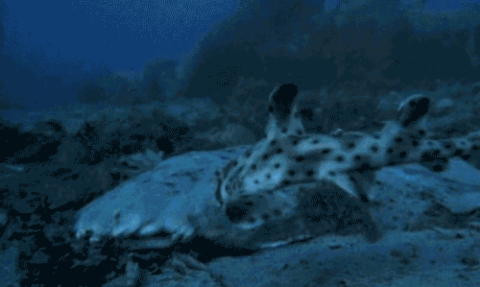 http://reho.st/38.media.tumblr.com/f4494dd6e2b4c1dd1aab1cfa52e9130b/tumblr_mm3v06RfQm1rs41dlo1_500.gif