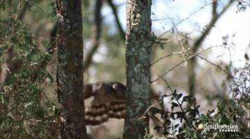 http://reho.st/45.media.tumblr.com/2e8078b81033b1f096cae9d76f1a8adb/tumblr_o1tolgkGLe1tbt5dxo1_400.gif