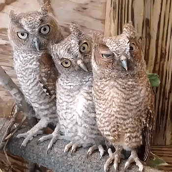 http://reho.st/49.media.tumblr.com/3e63f53fc1d7622c15a232e8fd1b953e/tumblr_o1jmjlg9YC1r2c4jao1_400.gif