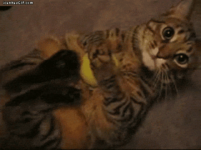 http://reho.st/68.media.tumblr.com/0129b61f72bfcf87c38a9d907970450c/tumblr_oqpwy8bJ0h1urlrpuo1_400.gif