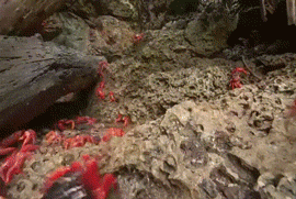 http://reho.st/68.media.tumblr.com/0ce1633fcccc85fa131ec107928572ab/tumblr_otx5guWJaZ1rir0h2o1_400.gif