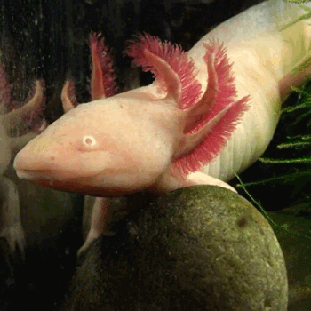 http://reho.st/68.media.tumblr.com/bfb6cbe72bb91caf9d40f68369b01a24/tumblr_ojtdbz7YQ51qhfu7ao1_400.gif