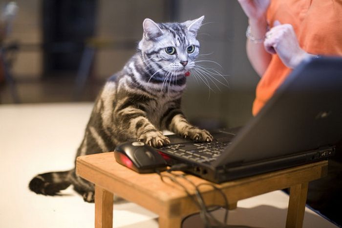 http://reho.st/acidcow.com/pics/20101014/acid_picdump_27.jpg