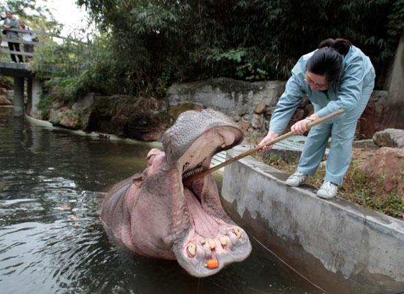 http://reho.st/cache.20minutes.fr/img/photos/20mn/2010-11/2010-11-04/diapo_hippo.jpg