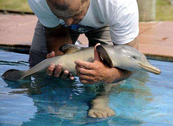 http://reho.st/cache.20minutes.fr/img/photos/20mn/2010-11/2010-11-08/diapo_dauphin.jpg