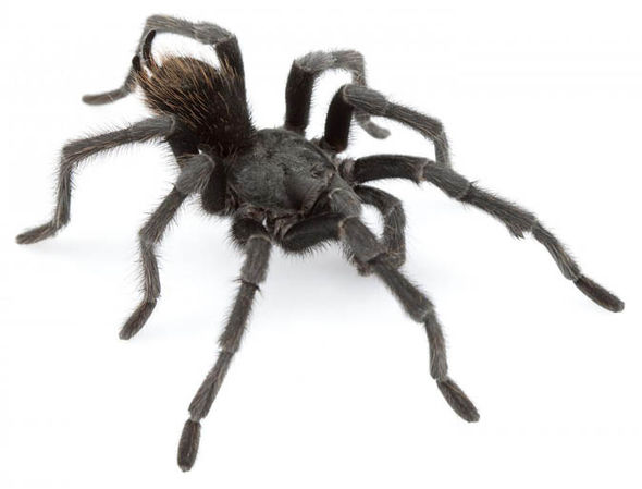 http://reho.st/cdn.images.express.co.uk/img/dynamic/128/590x/secondary/spider-456938.jpg