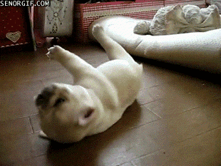 http://reho.st/chzgifs.files.wordpress.com/2011/05/a3b48301-41f5-4f15-8a92-51973686a388.gif