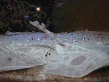 http://reho.st/gif/03dcf7aa6a52267255d9311786c497cb420d20ab.gif