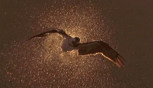 http://reho.st/gif/06645afff10badf0691ad6f47b6ef30db06ac1a4.gif