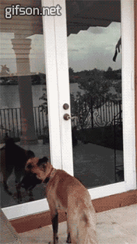 http://reho.st/gif/0701a913ddd80a3c5e881e7bafda8de9e0c5384f.gif
