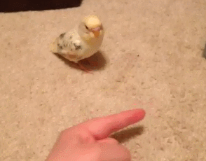 http://reho.st/gif/08101bcc346c6b54c52753873ad3ddbe56b29c47.gif