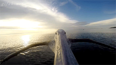 http://reho.st/gif/0864ed1a1ce94cecc154c3ef684ec6d52b3b6fb6.gif