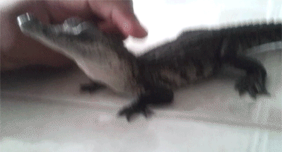 http://reho.st/gif/0b991c7eb9258228b76217fc56821a2b57733c09.gif