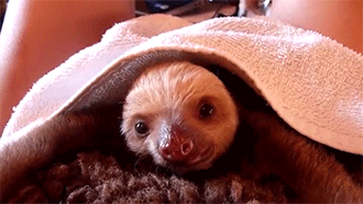 http://reho.st/gif/0da43d6ff0ad4cc91c06a5fcaac36153f30e4e12.gif