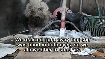 http://reho.st/gif/0e49e997fec6c5c6e962dabc6ed2fce32ef1e228.gif