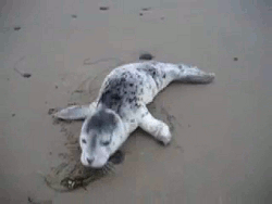 http://reho.st/gif/0f33d9ad731d9de12084be8da28a8b8ce89dfe96.gif