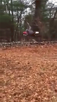 http://reho.st/gif/0f7b0bbdad228a9bb4985630187911ea57314db2.gif